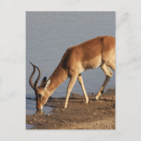 Impala antelope dricker vid vattenhålets foto