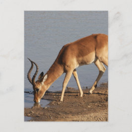 Impala antelope dricker vid vattenhålets foto helg vykort