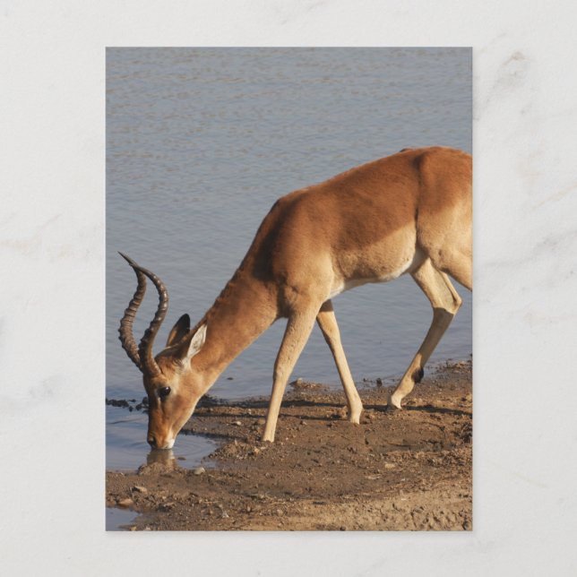 Impala antelope dricker vid vattenhålets foto helg vykort (Framsida)