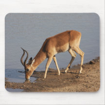 Impala antelope dricker vid vattenhålets foto
