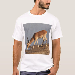 Impala antelope dricker vid vattenhålets foto t shirt