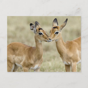 Impala Babys Vykort