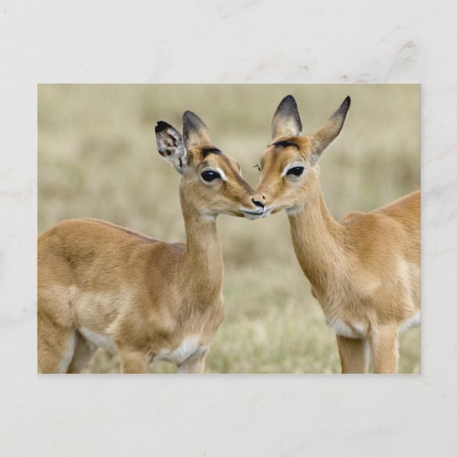 Impala Babys Vykort (Framsida)