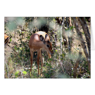 impala hälsningskort