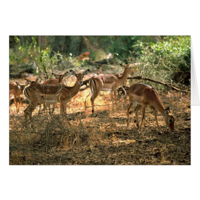 Impala Hälsningskort (Framsidan Horizontal)