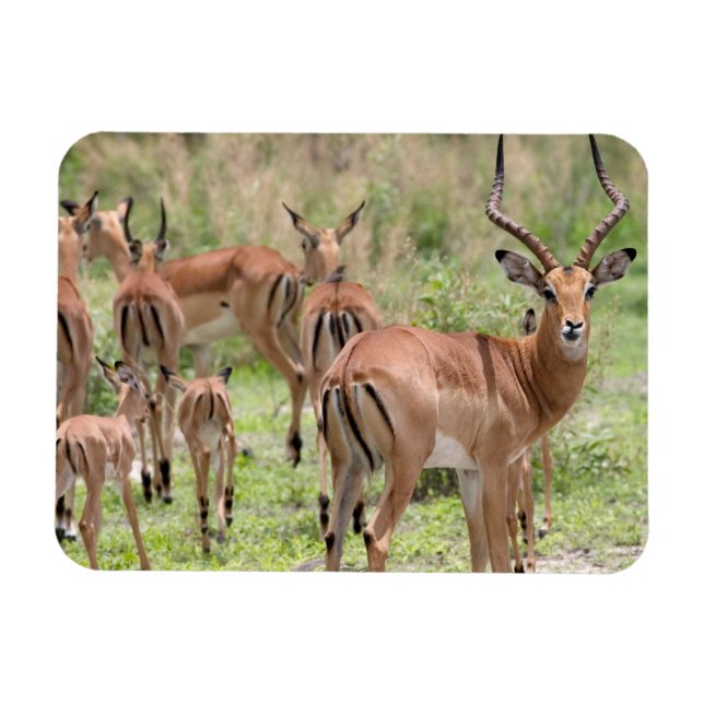 Impala i Okavango Delta Magnet (Horisontell)