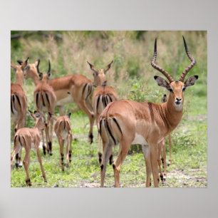 Impala i Okavango Delta Poster