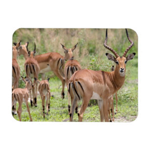 Impala i Okavangodeltat Magnet
