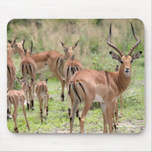 Impala i Okavangodeltat Musmatta
