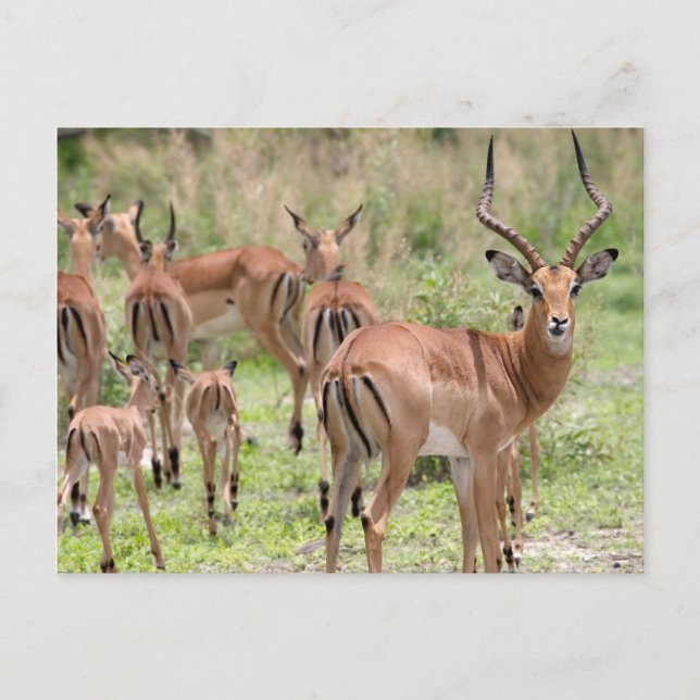 Impala i Okavangodeltat Vykort (Framsida)