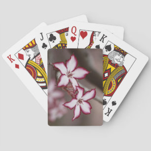 Impala Lily Adenium Miltiflorum Flower Casinokort