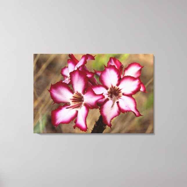 Impala Lily (Adenium Multiflorum), Kruger Canvastryck (Framsida)