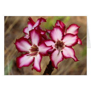Impala Lily (Adenium Multiflorum), Kruger Hälsningskort
