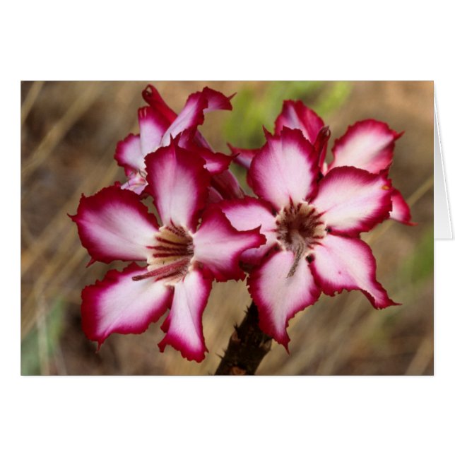Impala Lily (Adenium Multiflorum), Kruger Hälsningskort (Framsidan Horizontal)