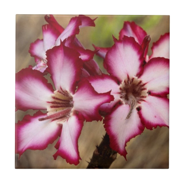 Impala Lily (Adenium Multiflorum), Kruger Kakelplatta (Framsidan)