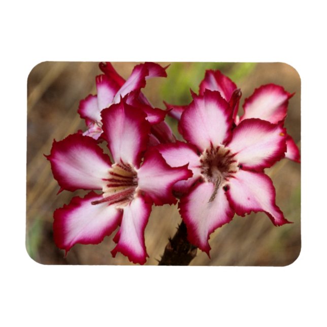 Impala Lily (Adenium Multiflorum), Kruger Magnet (Horisontell)