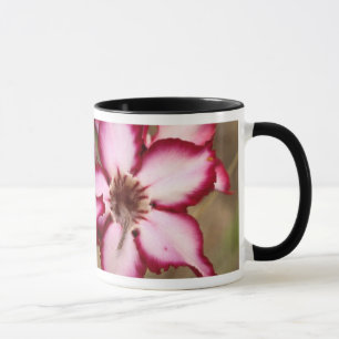 Impala Lily (Adenium Multiflorum), Kruger Mugg