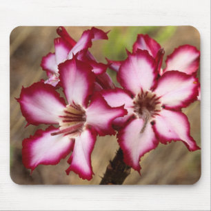 Impala Lily (Adenium Multiflorum), Kruger Musmatta
