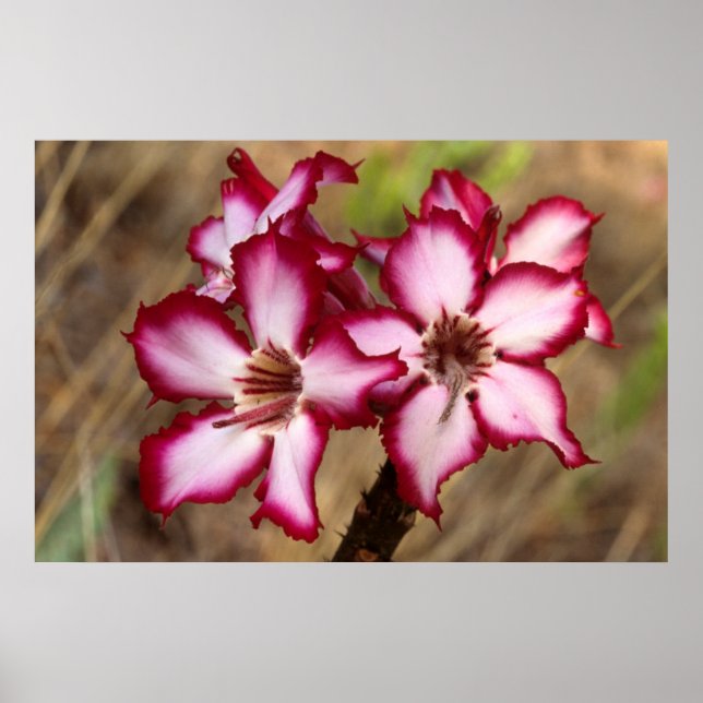 Impala Lily (Adenium Multiflorum), Kruger Poster (Framsidan)