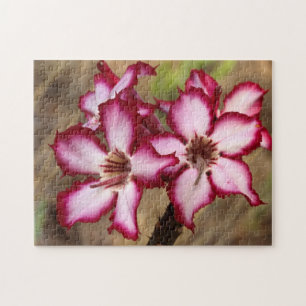 Impala Lily (Adenium Multiflorum), Kruger Pussel
