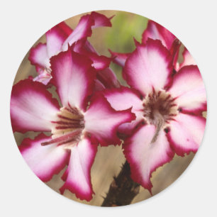 Impala Lily (Adenium Multiflorum), Kruger Runt Klistermärke