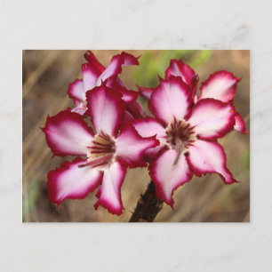 Impala Lily (Adenium Multiflorum), Kruger Vykort