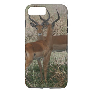 Impala på Serengeti