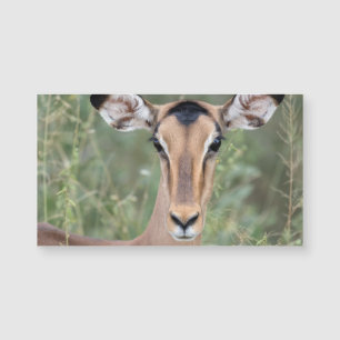 Impala Porträtt