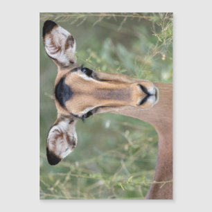 Impala Porträtt