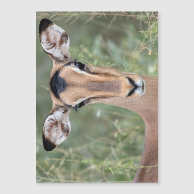 Impala Porträtt (Framsida)