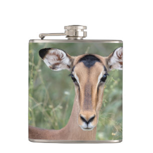 Impala Porträtt Fickplunta