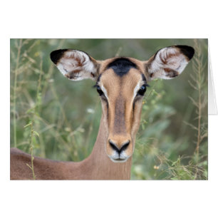 Impala Porträtt Hälsningskort
