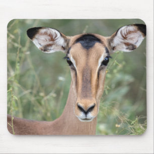 Impala Porträtt Musmatta