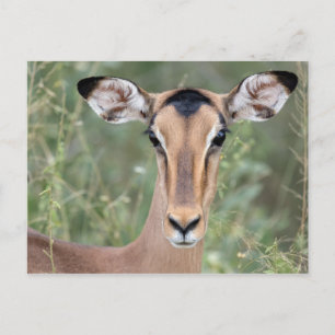 Impala Porträtt Vykort