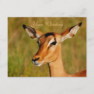 Impala safari-djur hälsning vykort