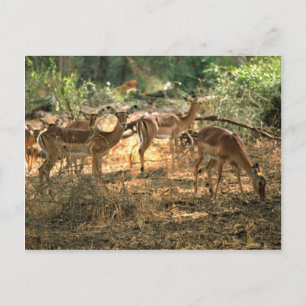Impala Vykort