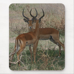 Impalas på Serengeti Musmatta