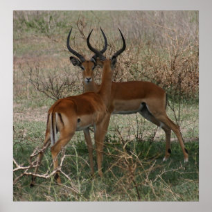 Impalas på Serengeti - Skriv ut Poster