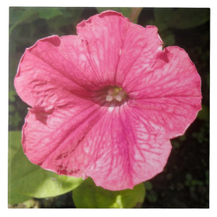 Impatiens Mörk Rosa Tile Kakelplatta