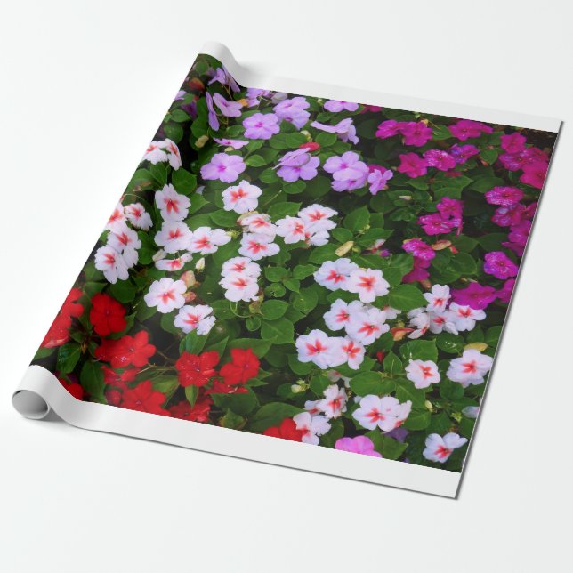 Impatiens Presentpapper (Utrullad)