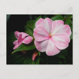 Impatiens Rosa Vit vykort