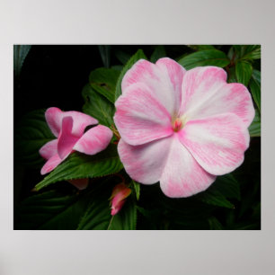 Impatiens Rosa White Poster
