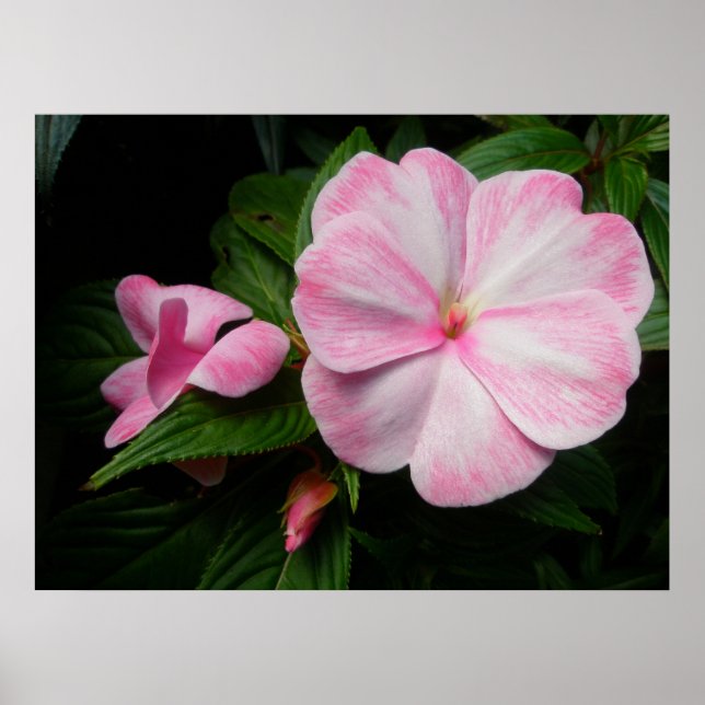 Impatiens Rosa White Poster (Framsidan)