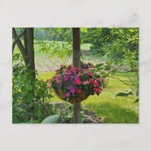 Impatiser i Hanging Basket Vykort