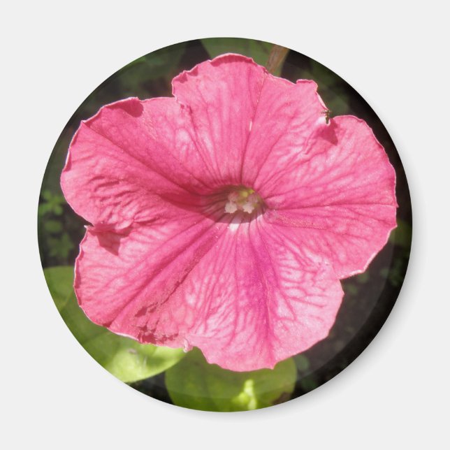 Impatiser Mörk Rosa Magnet (Framsidan)