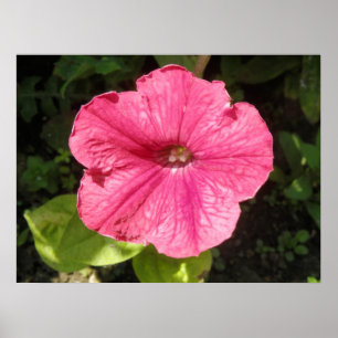 Impatiserar Mörkens Rosa Skriv ut Poster