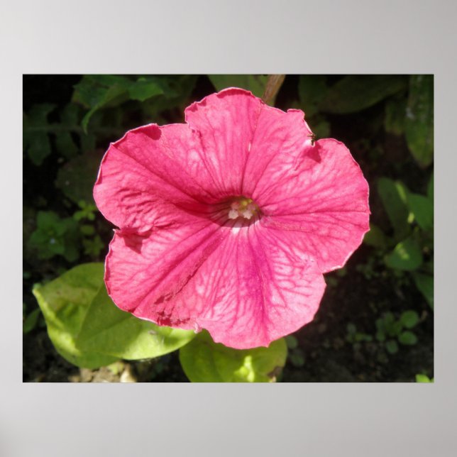 Impatiserar Mörkens Rosa Skriv ut Poster (Framsidan)