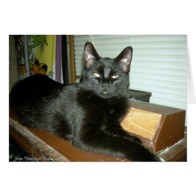 Imperial kattunge hälsningskort (Framsidan Horizontal)