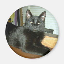 Imperial kattunge magnet