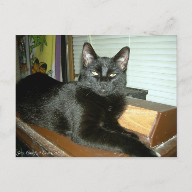 Imperial kattunge vykort (Framsida)